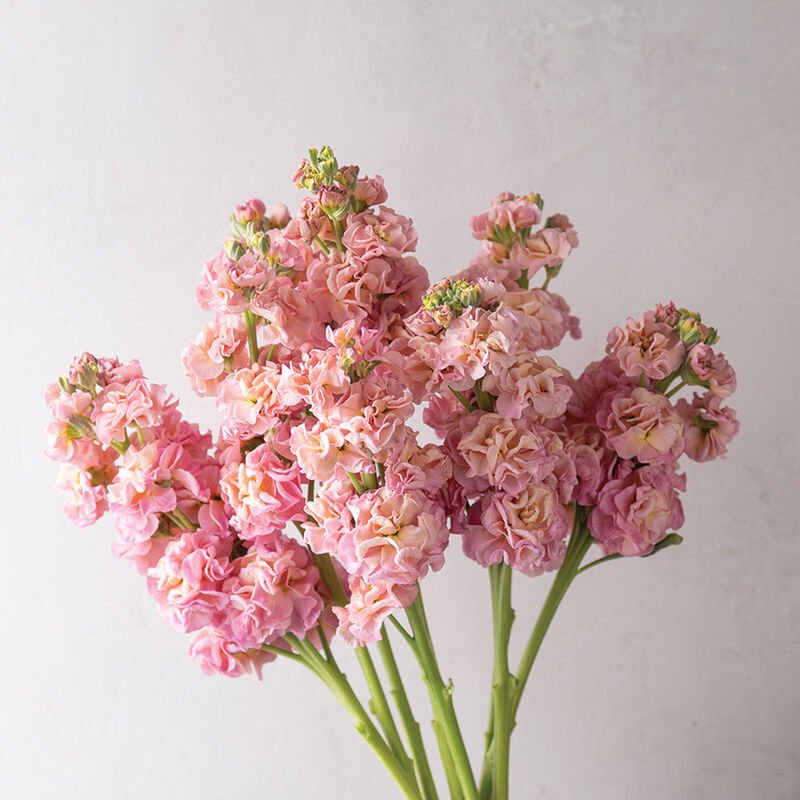 Stock - Champagne - Clementine Home Floral Gift