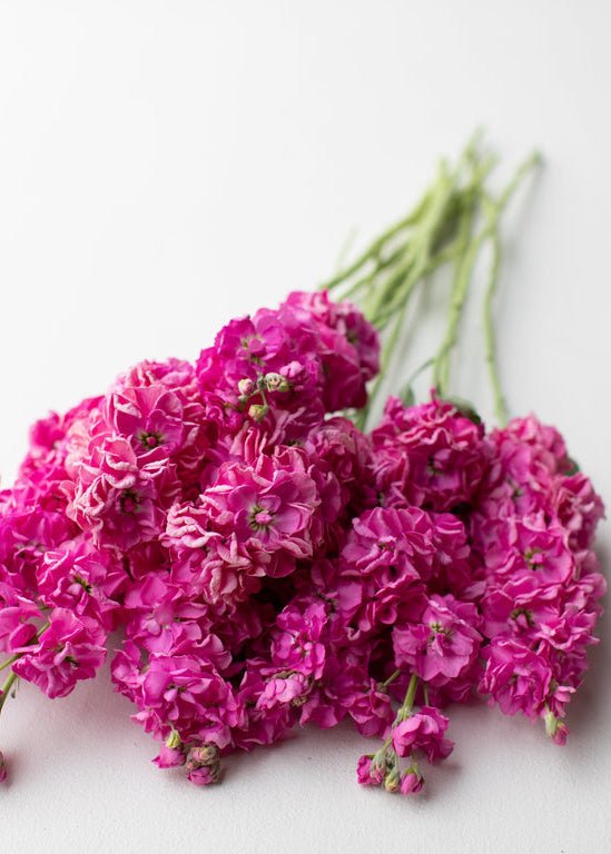 Stock ‘Katz Bright Rose’ - Clementine Home Floral Gift