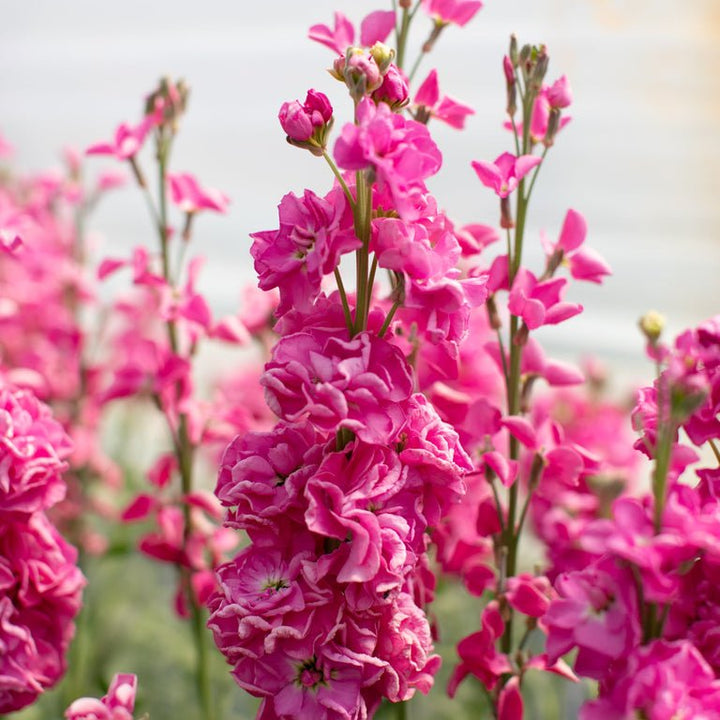 Stock ‘Katz Bright Rose’ - Clementine Home Floral Gift