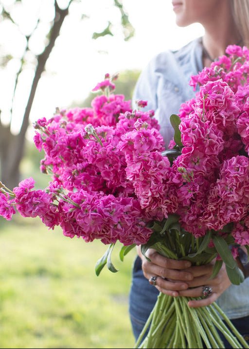 Stock ‘Katz Bright Rose’ - Clementine Home Floral Gift