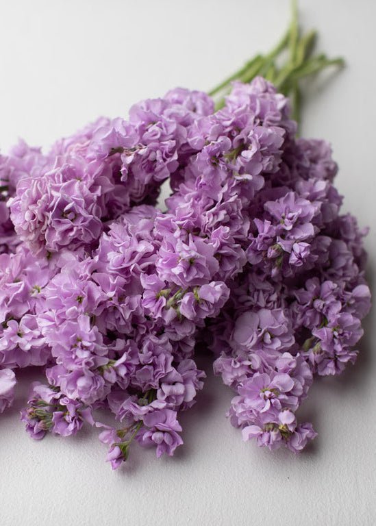 Stock ‘Katz Lavender Light’ - Clementine Home Floral Gift