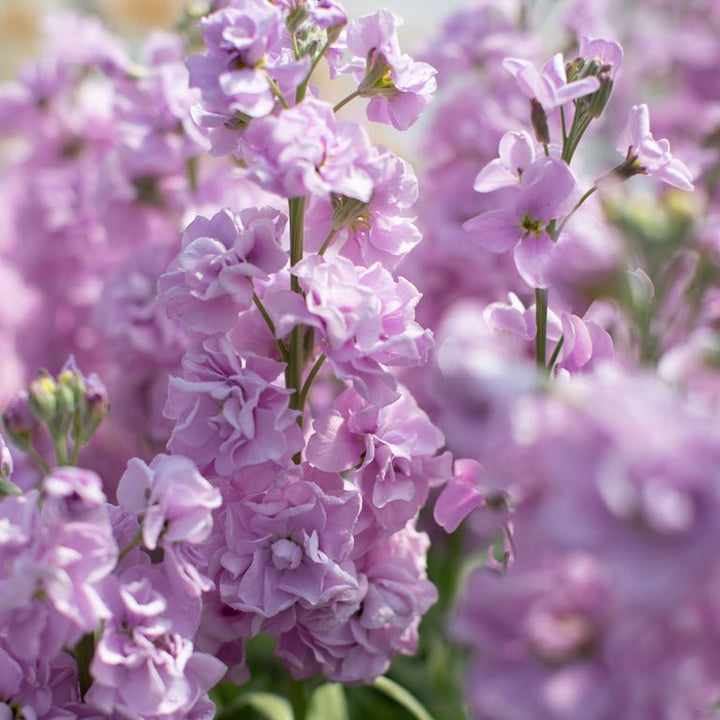 Stock ‘Katz Lavender Light’ - Clementine Home Floral Gift