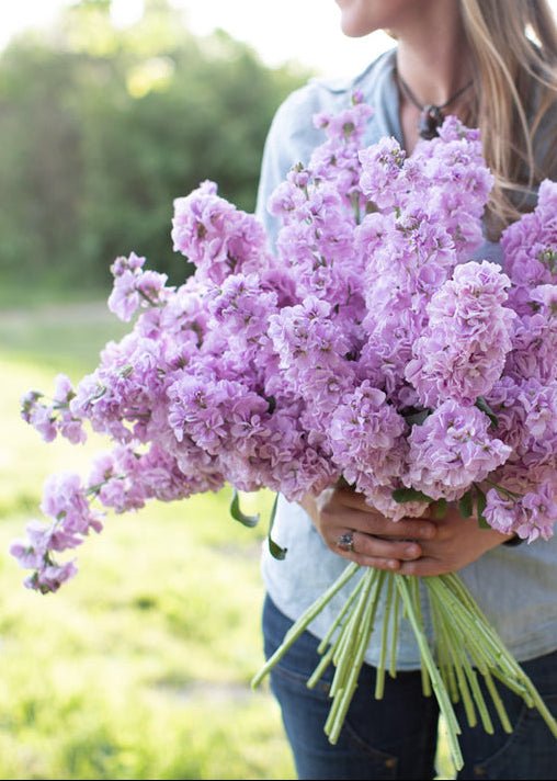 Stock ‘Katz Lavender Light’ - Clementine Home Floral Gift