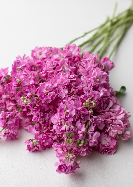 Stock ‘Katz Rose Pink’ - Clementine Home Floral Gift