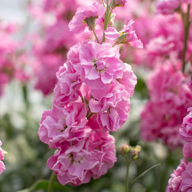 Stock ‘Katz Rose Pink’ - Clementine Home Floral Gift