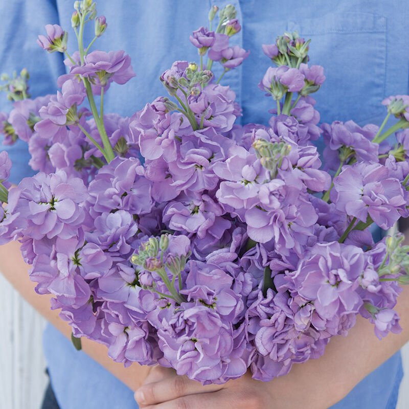 Stock - Lavender Blue - Clementine Home Floral Gift