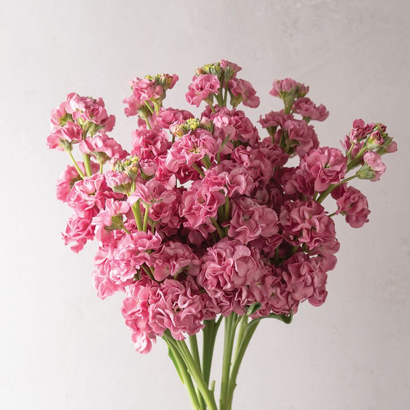 Stock - Rose Pink - Clementine Home Floral Gift
