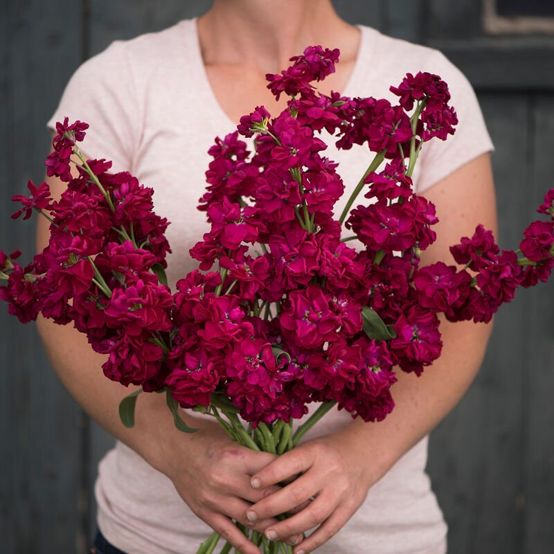Stock - Ruby - Clementine Home Floral Gift