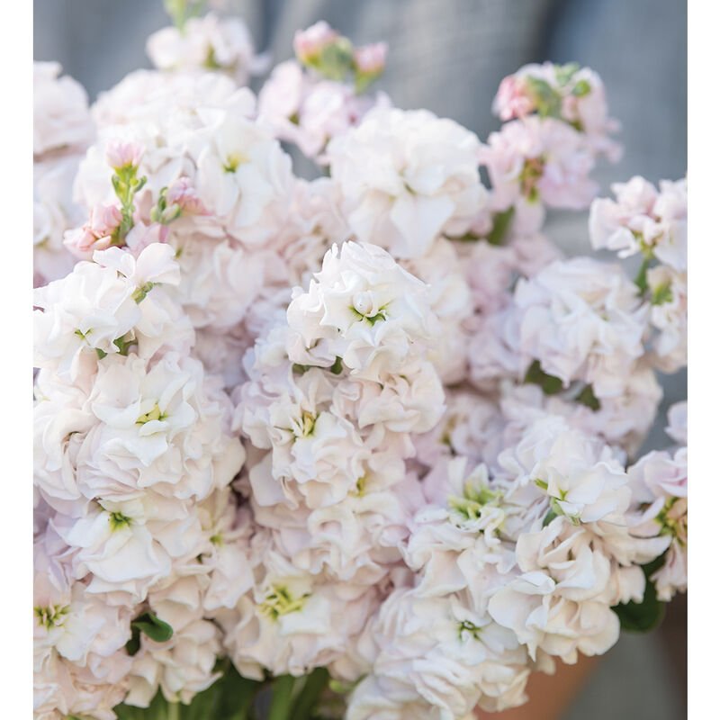 Stock - Venus Cherry - Clementine Home Floral Gift