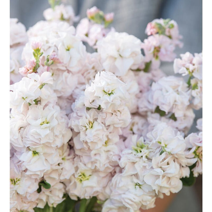 Stock - Venus Cherry - Clementine Home Floral Gift