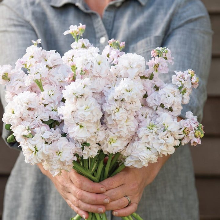 Stock - Venus Cherry - Clementine Home Floral Gift
