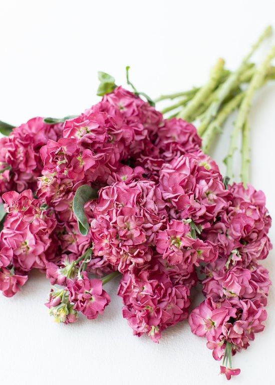 Stock ‘Vintage Brown’ - Clementine Home Floral Gift