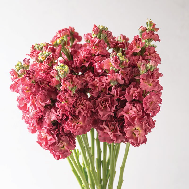 Stock - Vintage Brown - Clementine Home Floral Gift