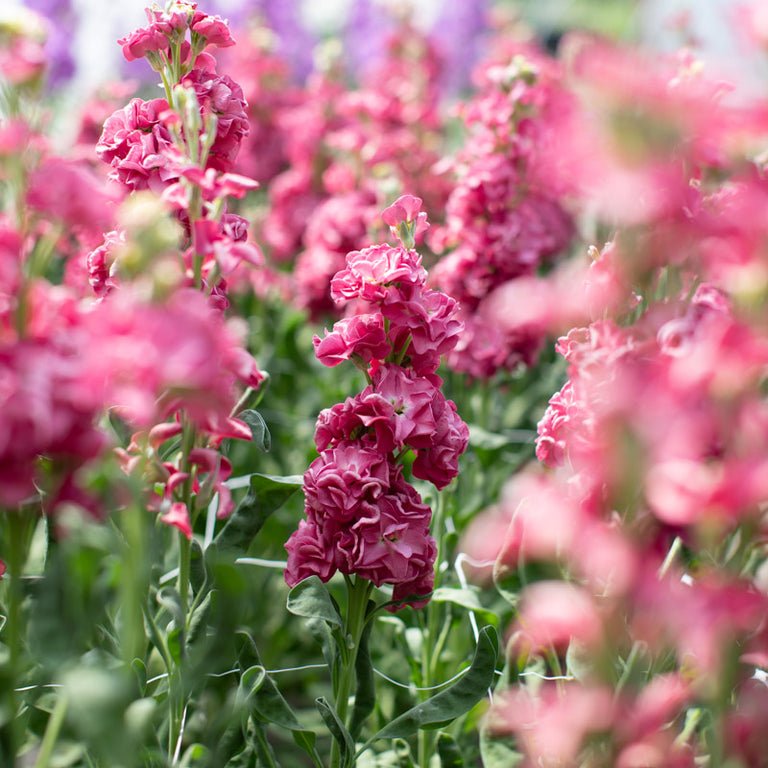 Stock ‘Vintage Brown’ - Clementine Home Floral Gift