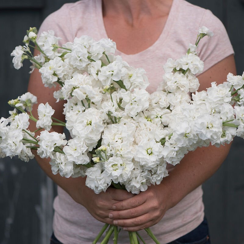 Stock - White - Clementine Home Floral Gift