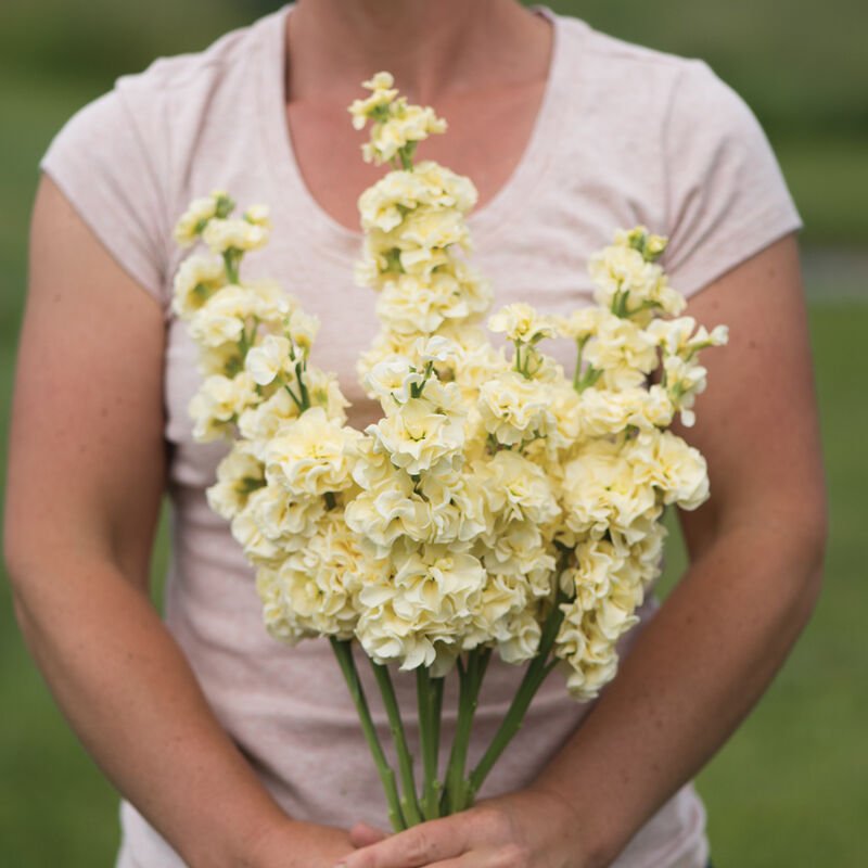 Stock - Yellow - Clementine Home Floral Gift