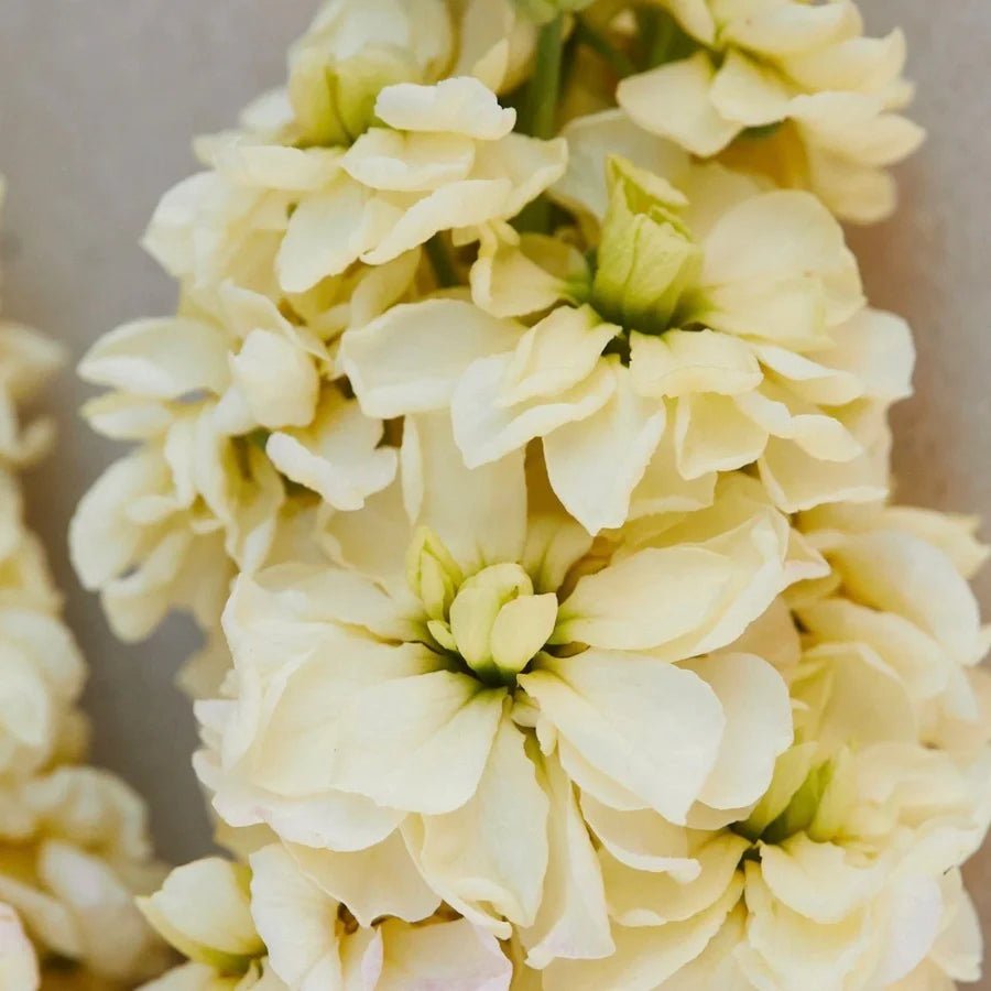 Stock - Yellow - Clementine Home Floral Gift