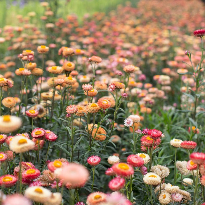 Strawflower ‘Apricot Mix’ - Clementine Home Floral Gift