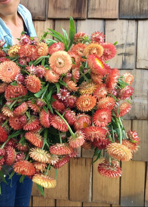 Strawflower ‘Apricot Mix’ - Clementine Home Floral Gift
