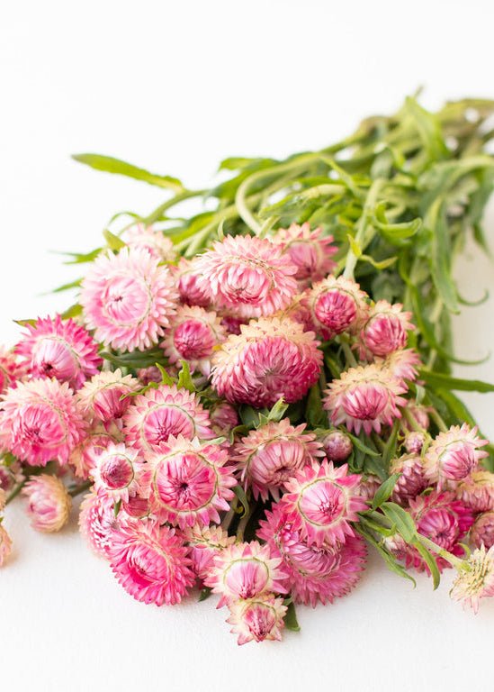 Strawflower ‘Candy Pink’ - Clementine Home Floral Gift