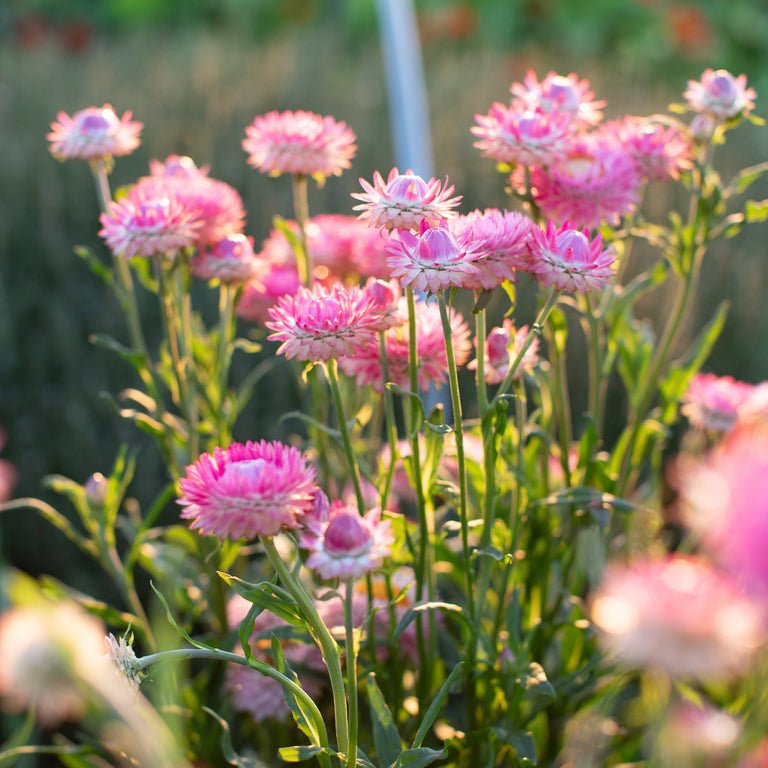 Strawflower ‘Candy Pink’ - Clementine Home Floral Gift
