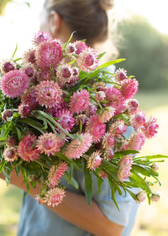 Strawflower ‘Candy Pink’ - Clementine Home Floral Gift