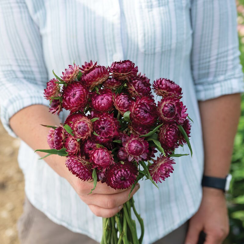 Strawflower - Cranberry - Clementine Home Floral Gift