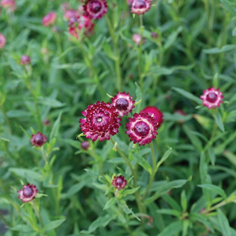 Strawflower - Cranberry - Clementine Home Floral Gift