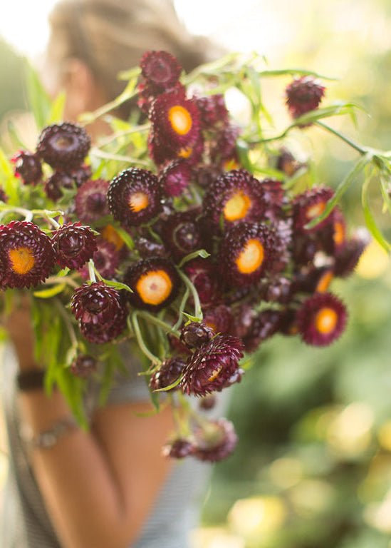 Strawflower ‘Dragon Fire’ - Clementine Home Floral Gift