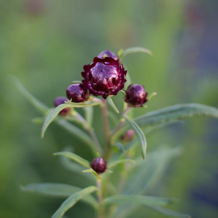 Strawflower ‘Dragon Fire’ - Clementine Home Floral Gift