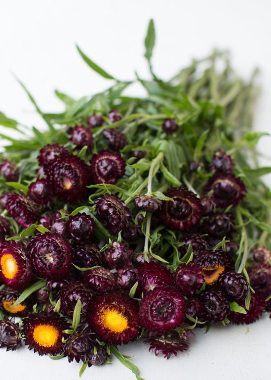 Strawflower ‘Dragon Fire’ - Clementine Home Floral Gift