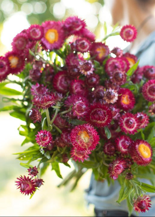 Strawflower ‘Pomegranate’ - Clementine Home Floral Gift