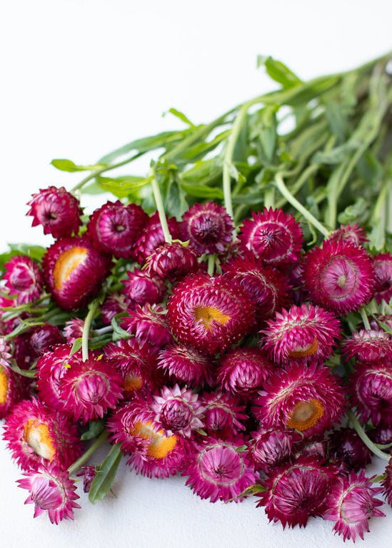 Strawflower ‘Pomegranate’ - Clementine Home Floral Gift