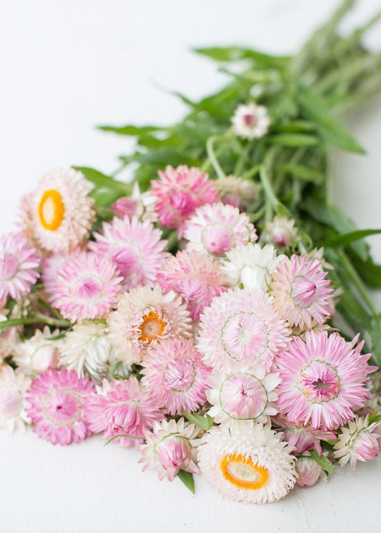 Strawflower ‘Silvery Rose’ - Clementine Home Floral Gift