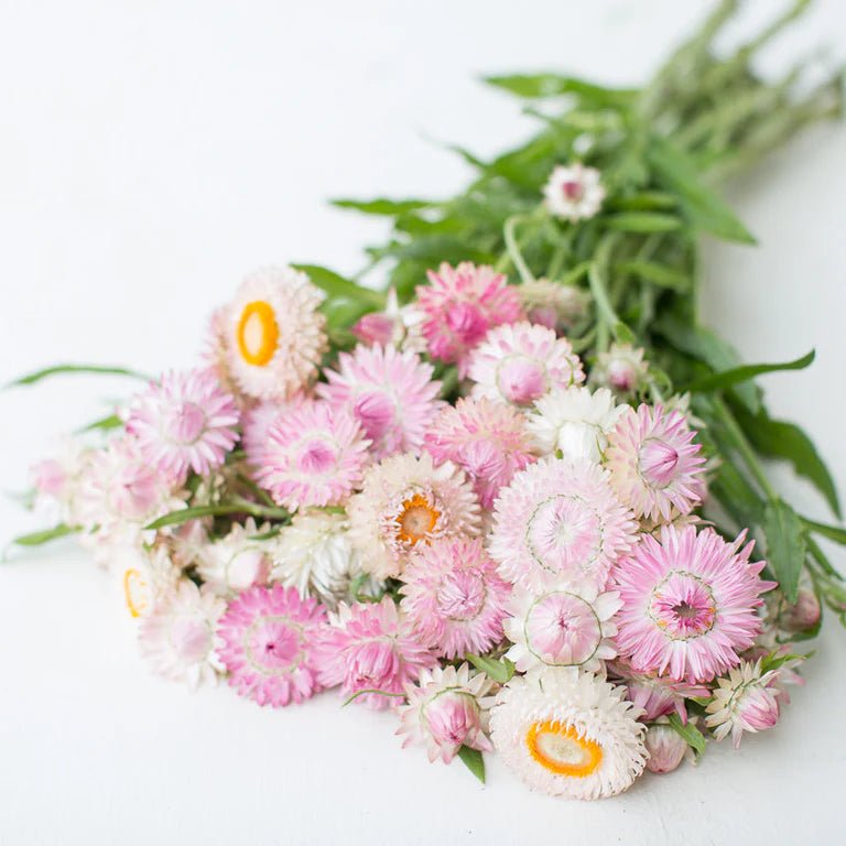 Strawflower - Silvery Rose - Clementine Home Floral Gift