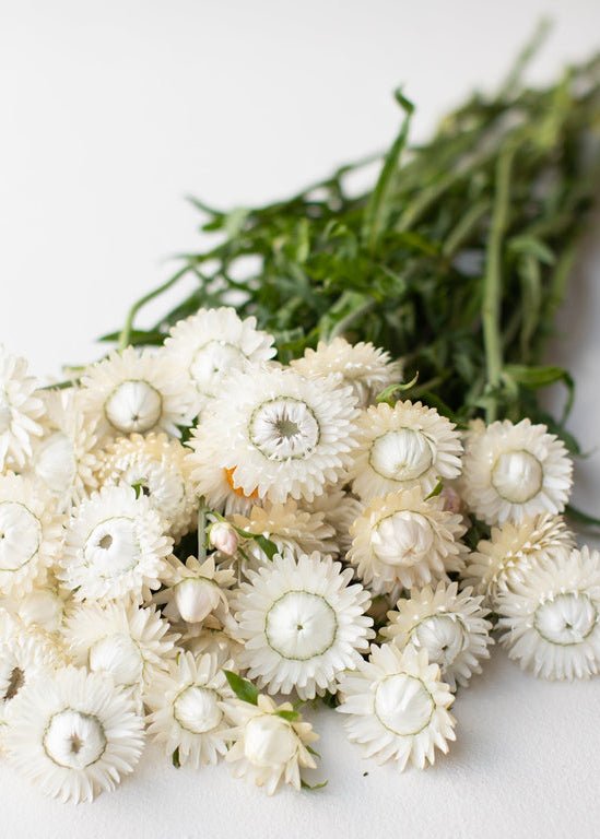 Strawflower ‘Vintage White’ - Clementine Home Floral Gift