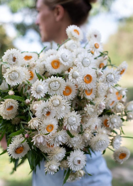 Strawflower ‘Vintage White’ - Clementine Home Floral Gift