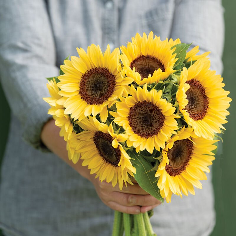 Sunflower - Peach - Clementine Home Floral Gift