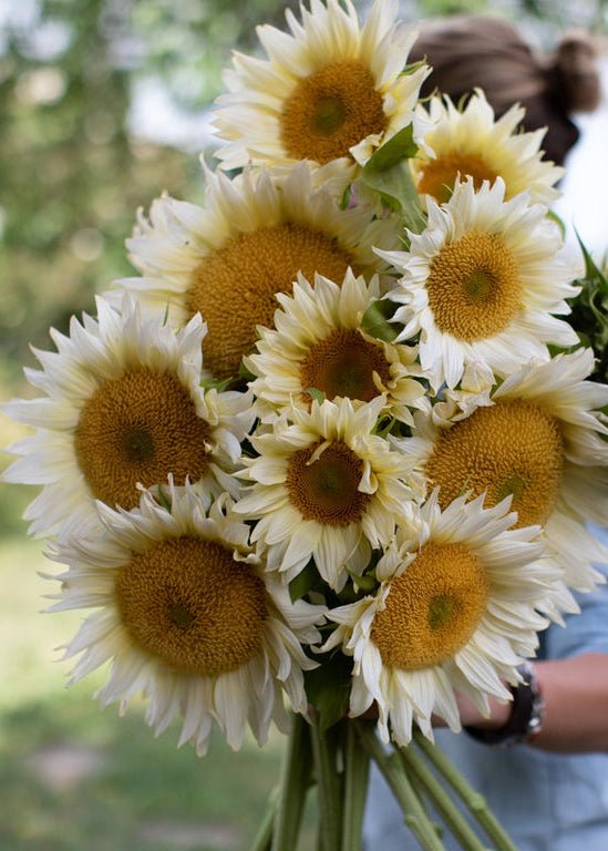 Sunflower ‘ProCut White Lite’ - Clementine Home Floral Gift