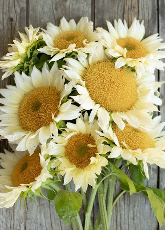 Sunflower ‘ProCut White Lite’ - Clementine Home Floral Gift