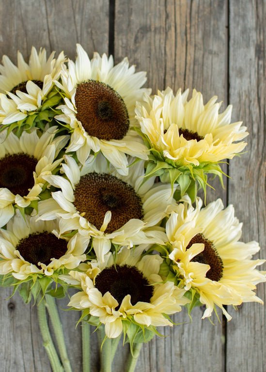 Sunflower ‘ProCut White Nite’ - Clementine Home Floral Gift
