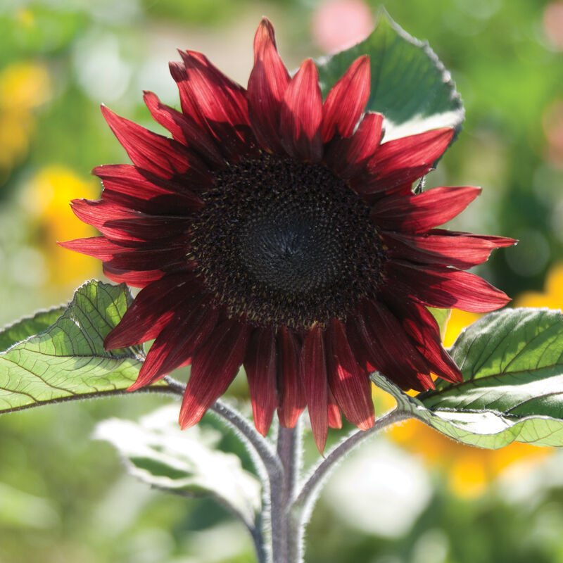 Sunflower - Red - Clementine Home Floral Gift