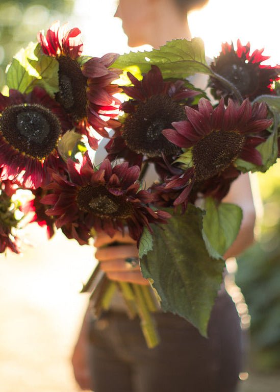 Sunflower ‘Red’ - Clementine Home Floral Gift