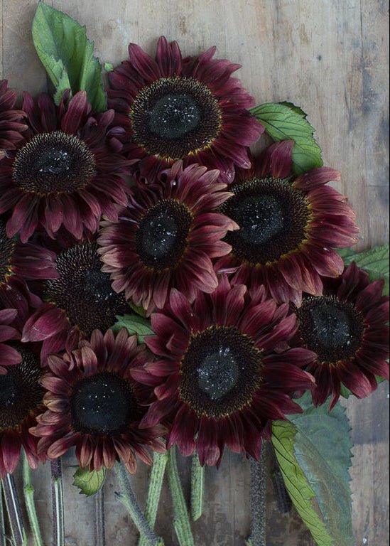 Sunflower ‘Red’ - Clementine Home Floral Gift