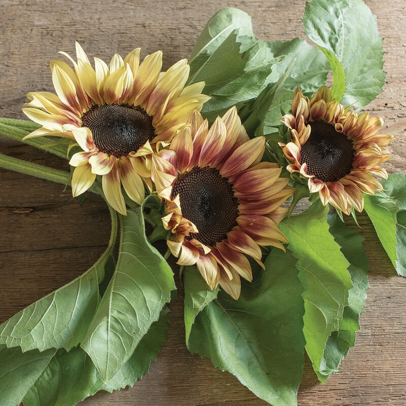Sunflower - Ruby Eclipse - Clementine Home Floral Gift