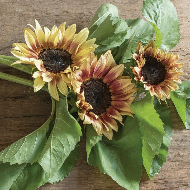 Sunflower - Ruby Eclipse - Clementine Home Floral Gift