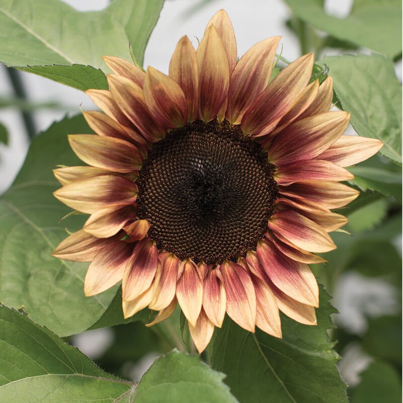 Sunflower - Ruby Eclipse - Clementine Home Floral Gift