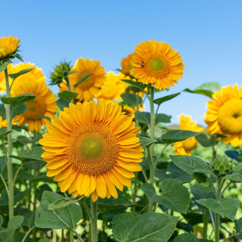 Sunflower - Sunrich Gold - Clementine Home Floral Gift
