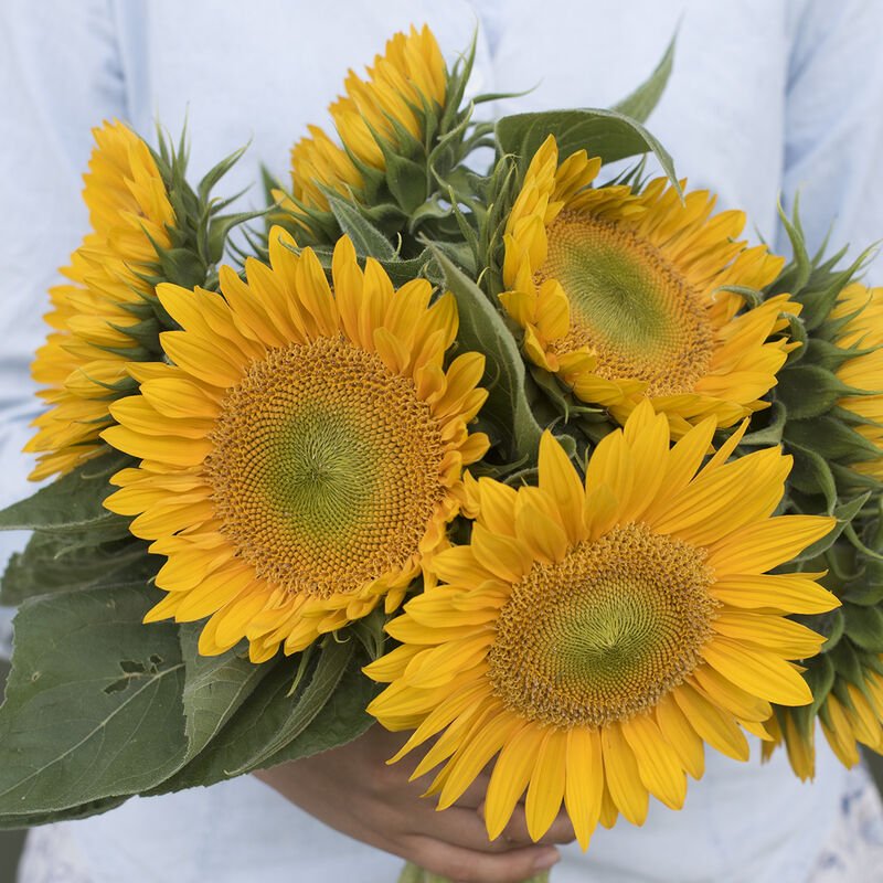 Sunflower - Sunrich Gold - Clementine Home Floral Gift