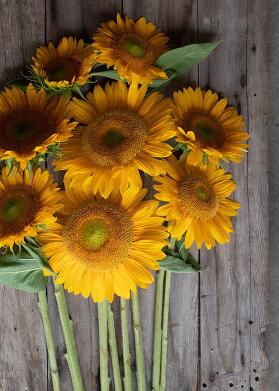 Sunflower ‘Sunrich Gold’ - Clementine Home Floral Gift